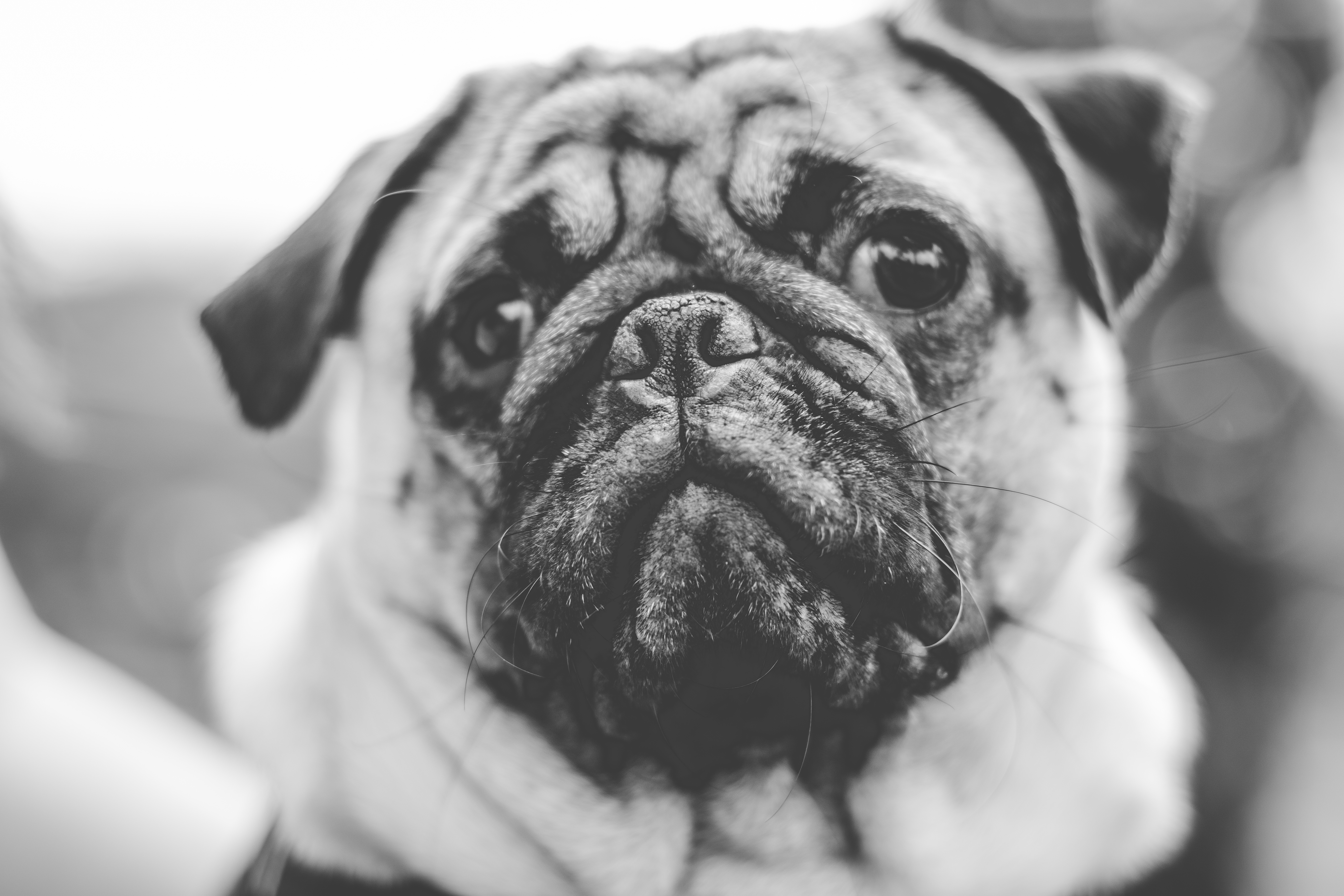 pug