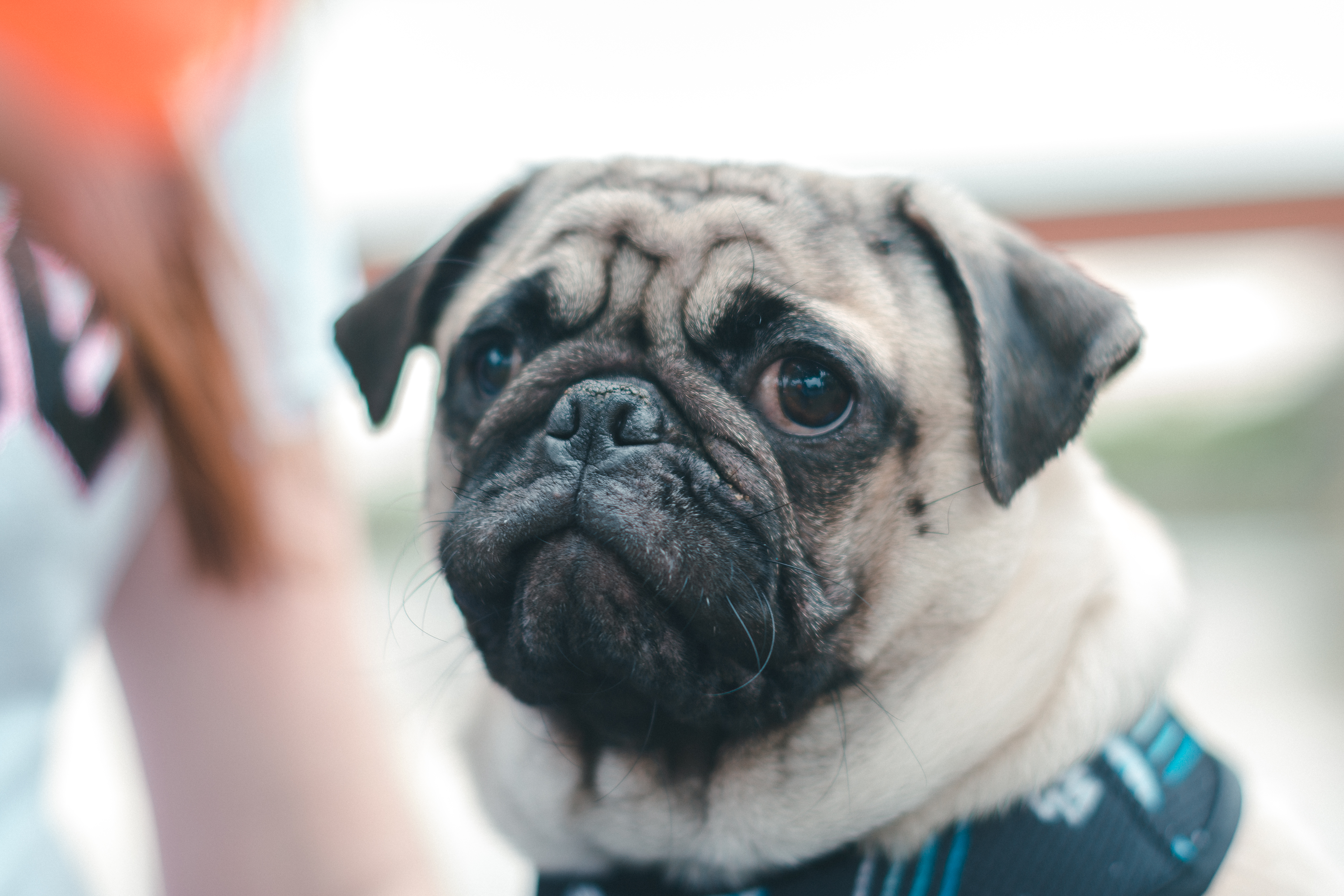pug