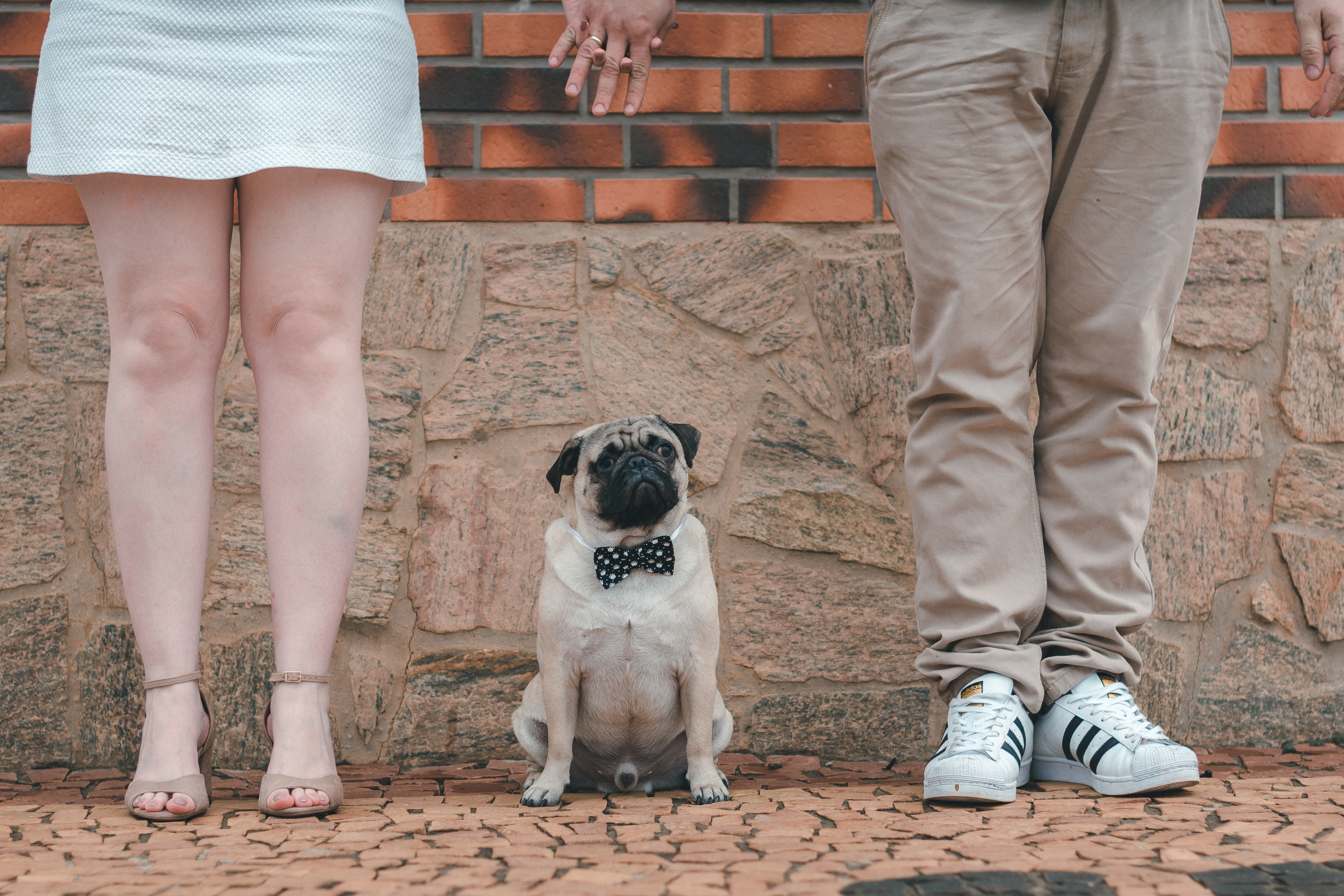 pug