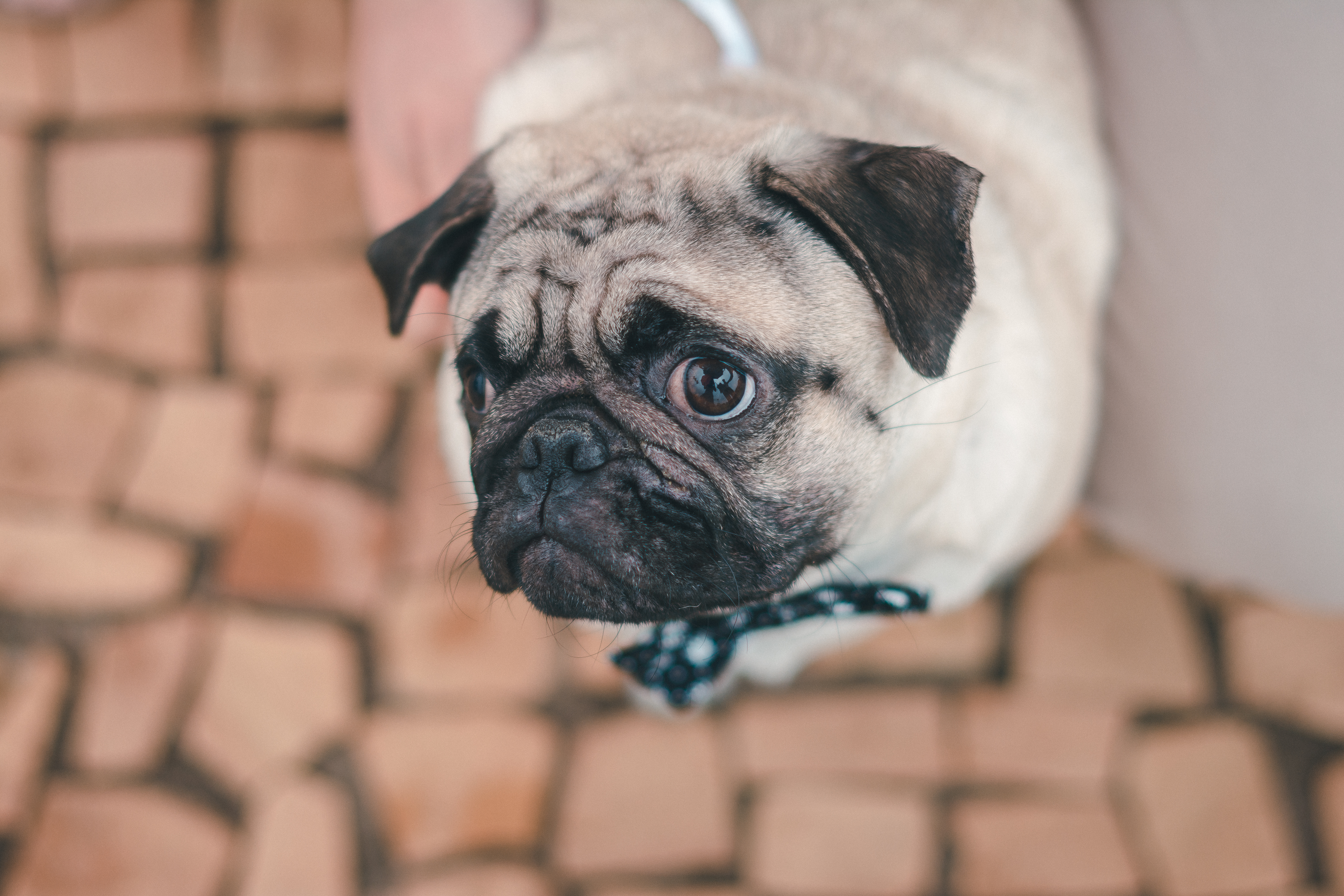 pug
