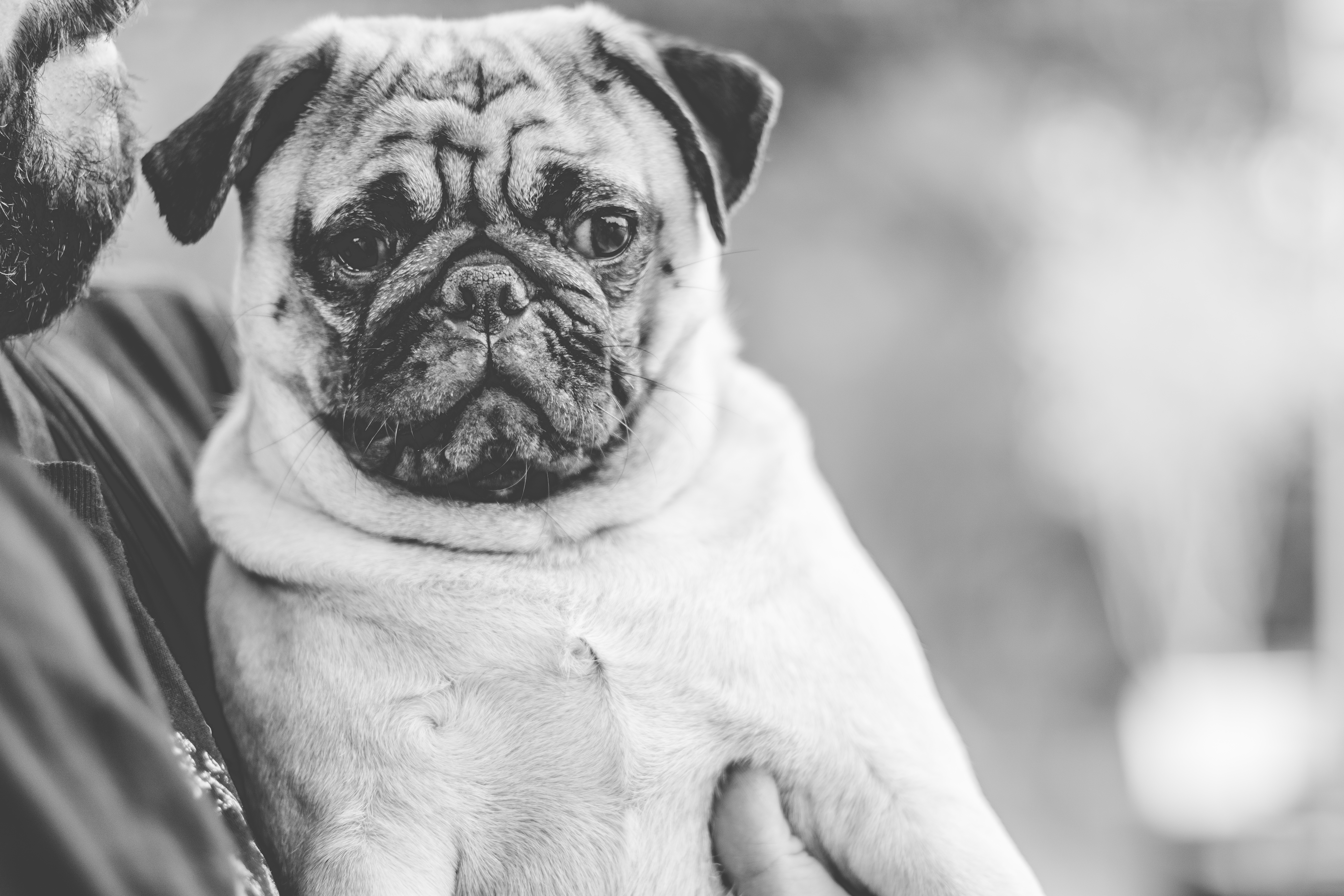 Pug mike Tyson em uma toalha